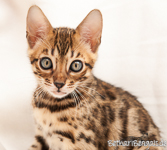 Bengal Kitten